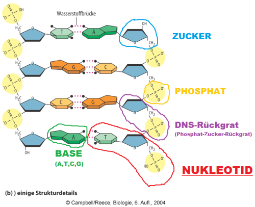 Abb5.png