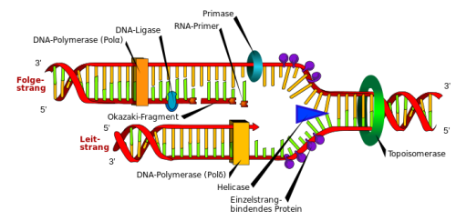 DNA_replication.png