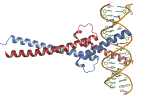 1024px-C-Myc-DNA_complex.png