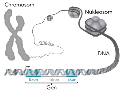 Chromosom-DNA-Gen.png