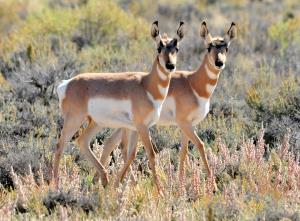 pronghorn-934553_1280.jpg
