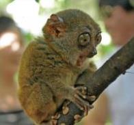 frightened-lemur.jpg