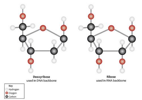 Ribose_Desoxiribose.jpg