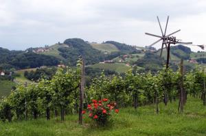 Sausal_vineyard_landscape.jpg