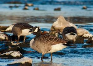 Tourismus_Ökotourimus_canada-goose-210173_1920.jpg_pb.jpg