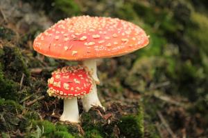 fly-agaric-451766_1920.jpg
