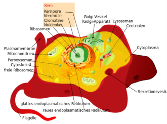 Animal_cell_structure_de.png