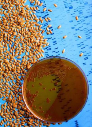 Bacteria_used_to_make_wheat_seeds_nearly_immune_to_wheat_take-all.jpg