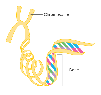 Gene.png