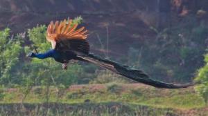 1024px-Peacock_Flying.jpg