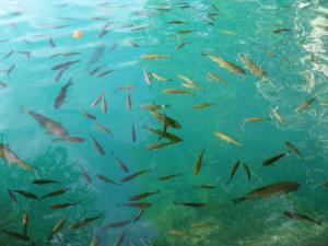 fish-swarm-230961_1920.jpg