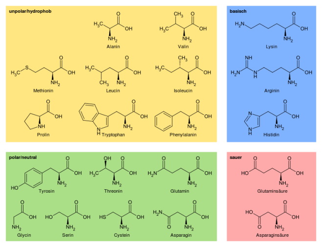 Overview_proteinogenic_amino_acids.png