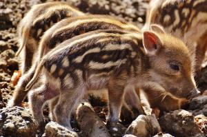wild-pigs-1332241_960_720.jpg