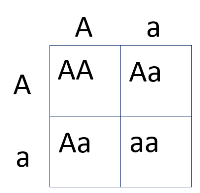 Punnett_Square_Genetic_Carriers.PNG