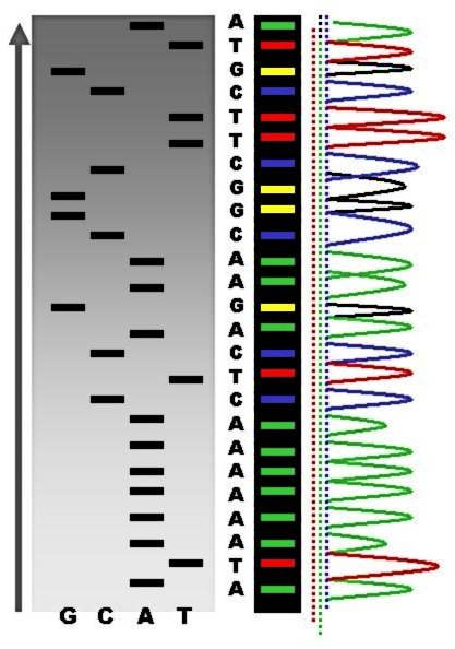 Radioactive_Fluorescent_Seq.jpg