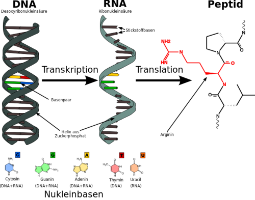 DNA-RNA-Peptide_ABCC11_MT.png