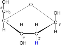 desoxyribose.png