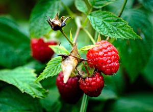 raspberries-1560849_1920.jpg