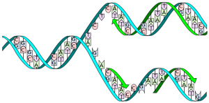 DNA_replication2.png