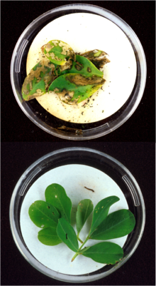 220px-Bt_plants.png