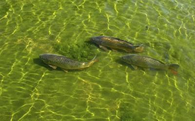 800px-Carp_in_Herbert_Park_Pond,_Dublin.jpg