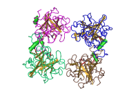 Human_Beta-Tryptase04.png
