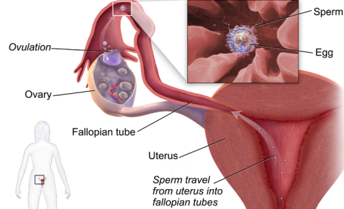 IUI6.png