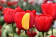 800px-Darwin_Hybrid_Tulip_Mutation_2014-05-01.jpg
