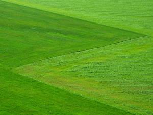 meadow-196567_1920.jpg