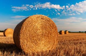 Landwirtschaft_straw-bales-726976_1920.jpg_pb.jpg