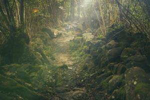 Neuromantik_forest-438432_1920.jpg_pixabay.jpg