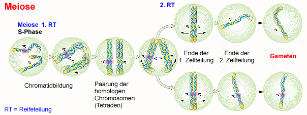 abb23.png