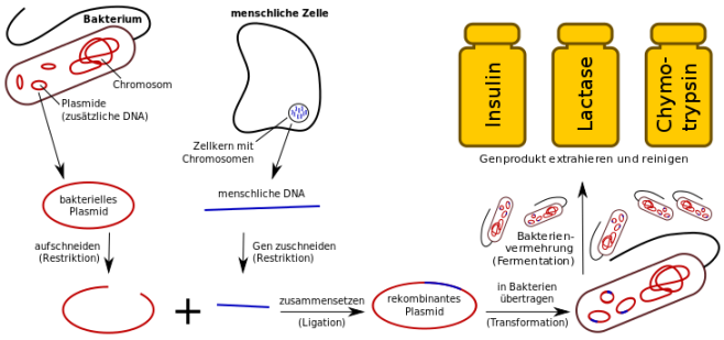 731px-Klonierung_(Biotechnologie).svg.png