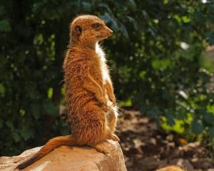 meerkat-1097581_1920.jpg