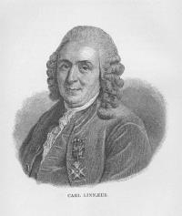 507px-Bolton-linnaeus.jpg