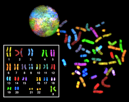 Sky_spectral_karyotype.png