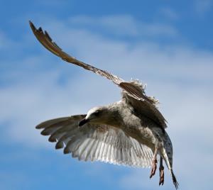 seagull-1353294_960_720.jpg