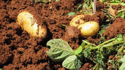 potatoes-1303563_1280.jpg