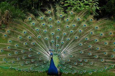 800px-Blauer_Pfau_Rad.JPG