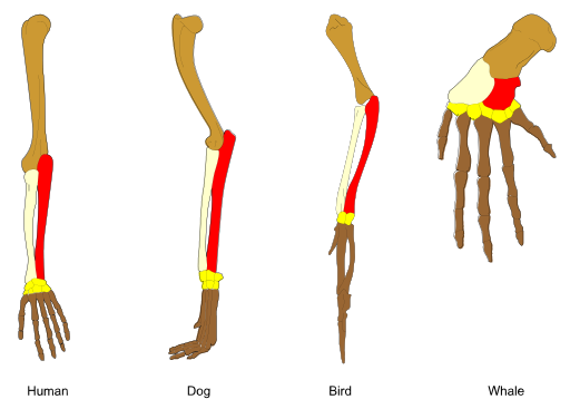 Homology_vertebrates-en.svg.png