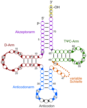 tRNA2.png