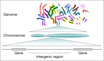 800px-Human_genome_to_genes.png