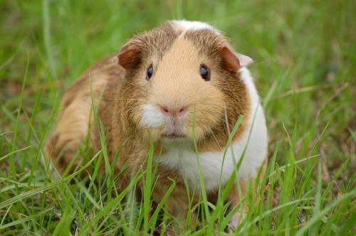 guinea-pig-242520_640.jpg