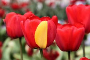 960px-Darwin_Hybrid_Tulip_Mutation_2014-05-01.jpg