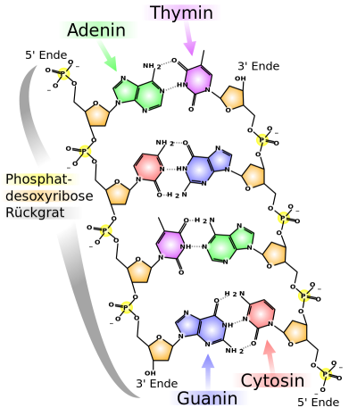 chemische_Struktur_der_DNA.png