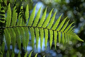 Merkmale_Nautur_green-715535_1920.jpg_pixabay.jpg