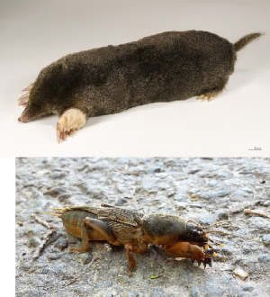 maulgrimaulw.png