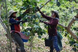 Coffee_Harvest_Laos.jpg