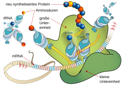 2000px-Ribosom_mRNA_translation_de.png