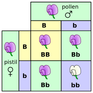 550px-Punnett_square_mendel_flowers.svg.png